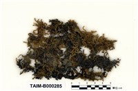 藏品(反葉粗蔓苔)的圖片